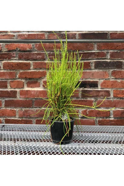 Купить ту восточную Фрэнки Бой